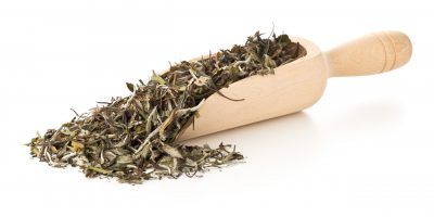 Heap of dried, raw white tea leaves in wooden scoop over white background